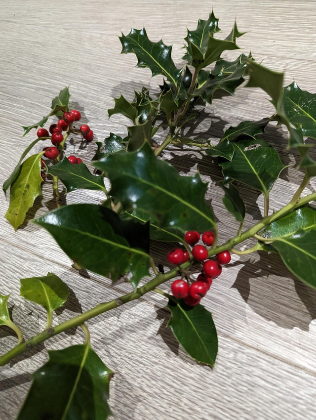 Fresh Holly and Berries Sprigs