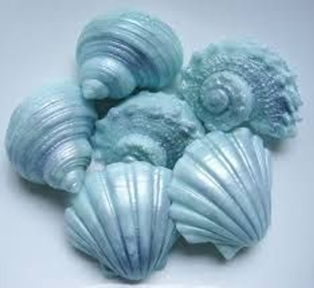 Sea shell soap x 6