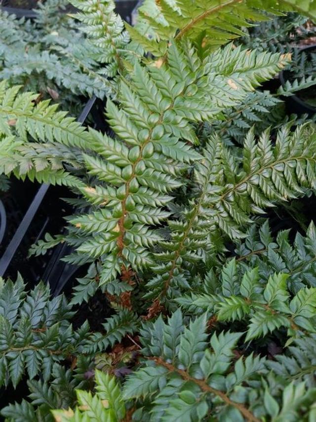 Polystichum 'Spiny Holly'  plug plant