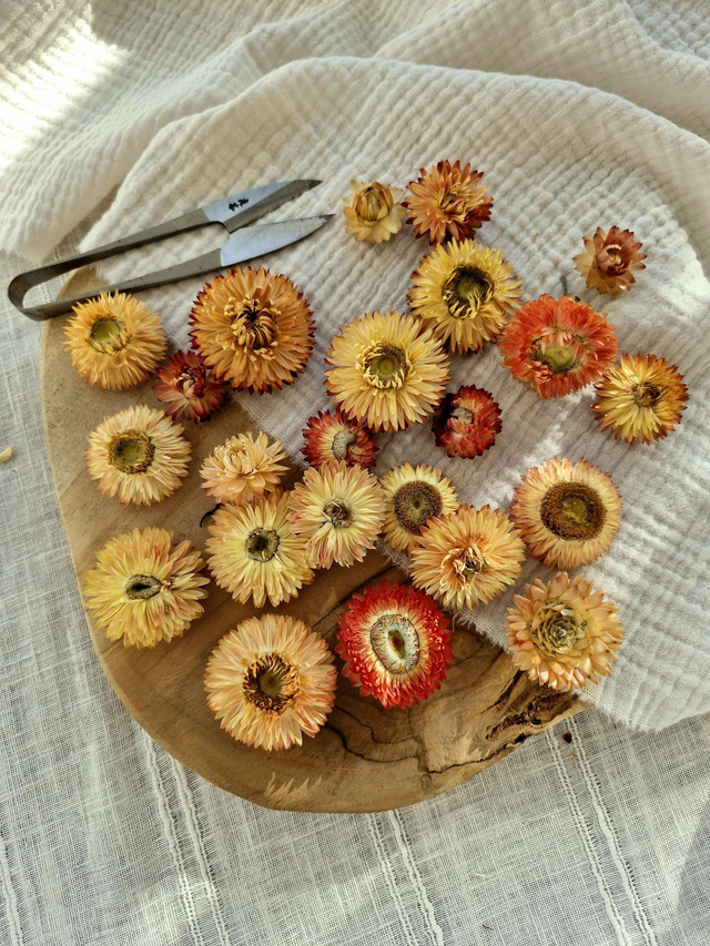 Vide atelier - Immortelles saumonnées