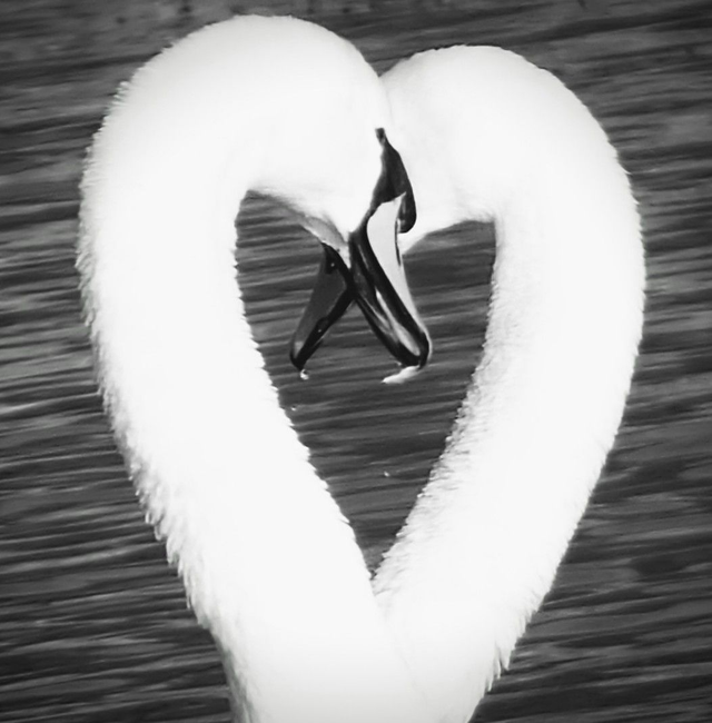 'Love on the Avon'