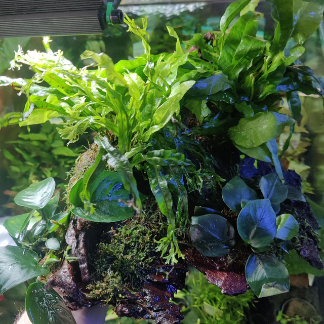 5 planten op hout mix 8946005309316