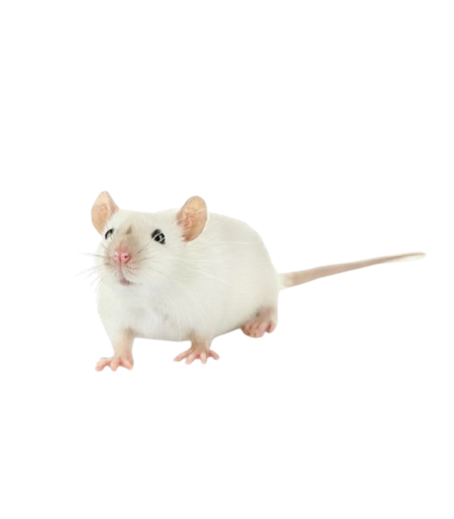 Souris Congelés