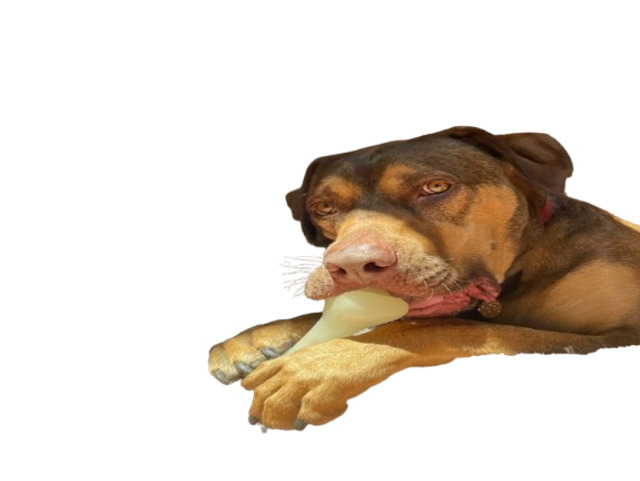 Jouet en os à mâcher et flottant en caoutchouc synthétique PUP-X BLEU.