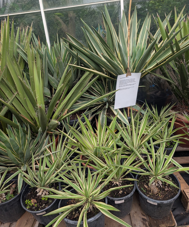 Yucca Gloriosa Variegata