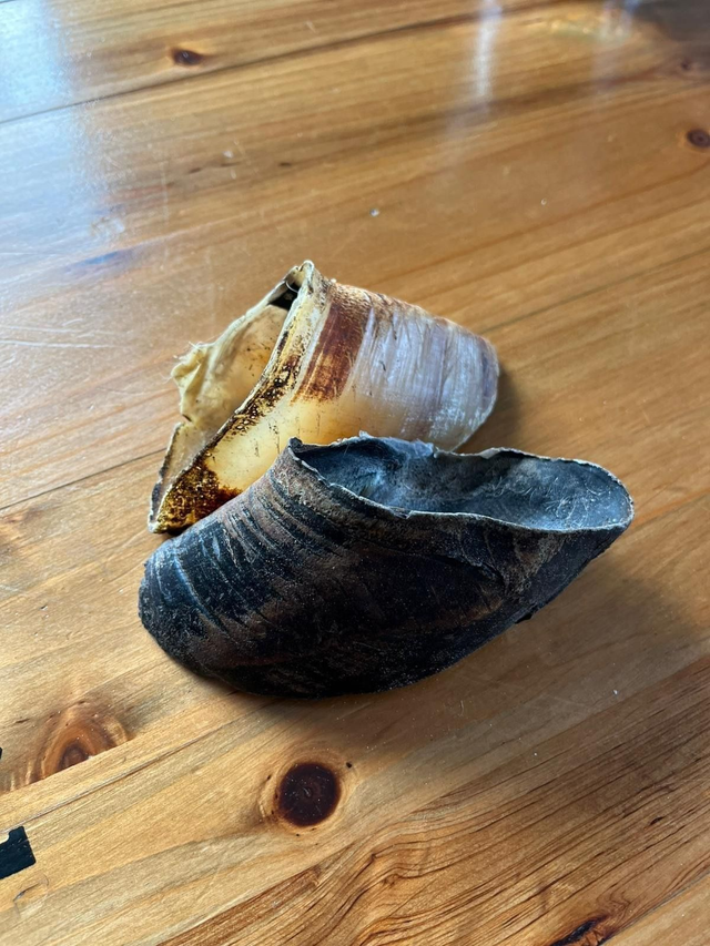 Sabot de bœuf