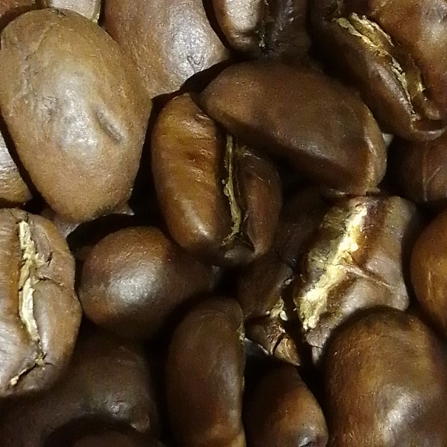 GUATAMALAN MARAGOGYPE ELEPHANT BEANS