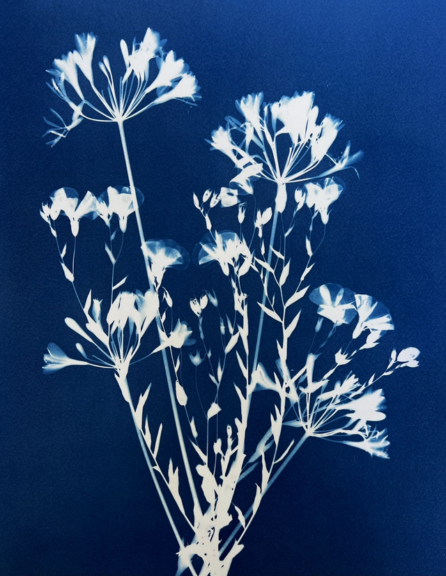 &quot;Echappée bleue&quot; Cyanotype original