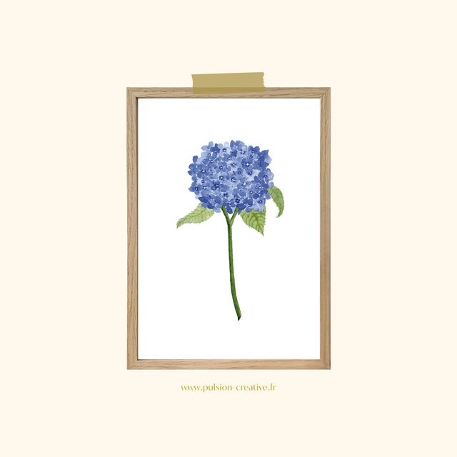 Affiche aquarelle A5 - Hortensia bleu 