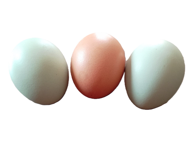 Oeuf à couver F1 poule aux oeufs verts