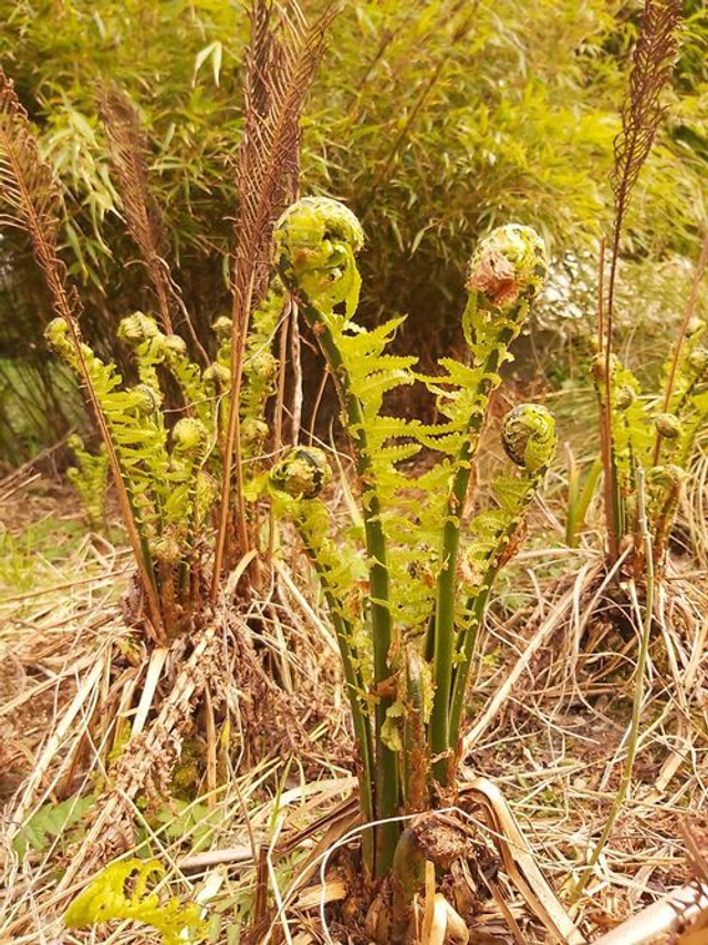 Bog garden collection- 5 x 9cm plants 