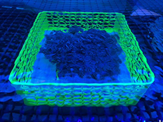 Extra Large Frag Basket