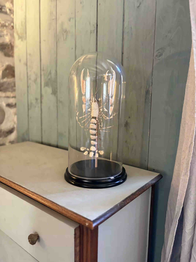 Langoustine naturalisée / Taxidermied langoustine