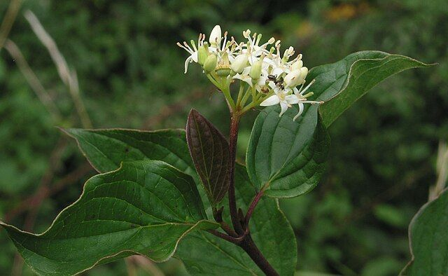 Cornouiller Sanguin (Cornus sanguinea) - Végétal local