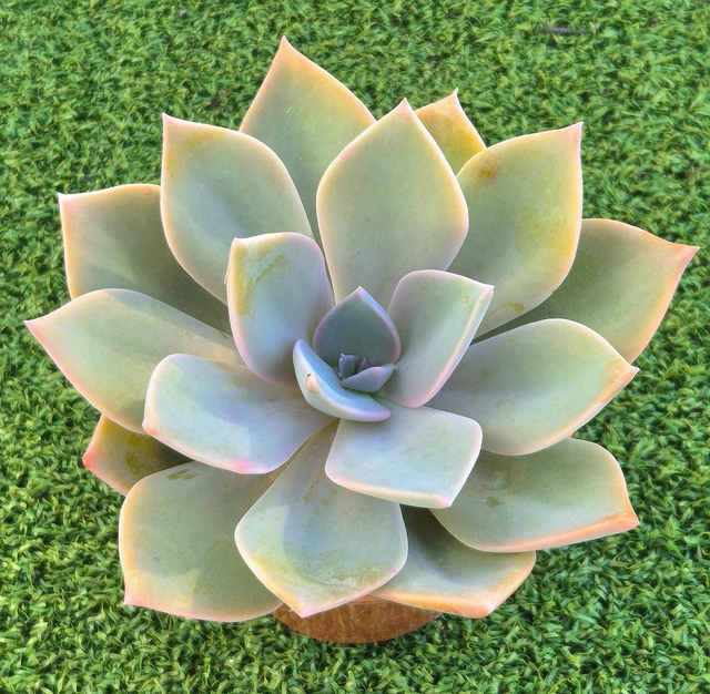 Graptoveria &#039;Douglas Huth&#039;