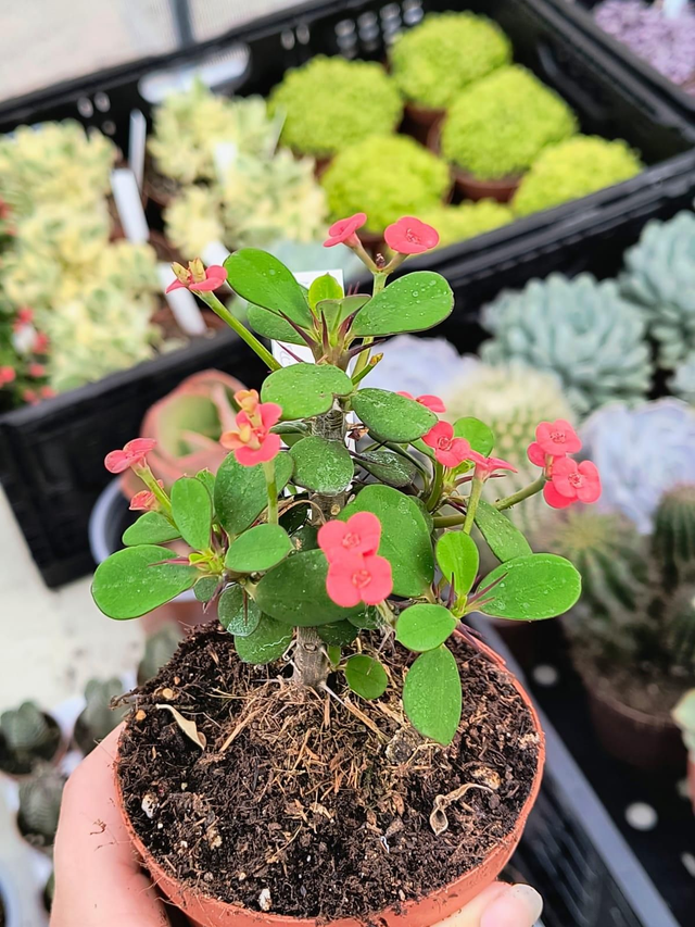 Euphorbia mili flor roja