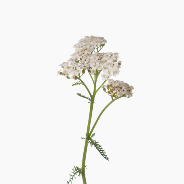 Hydrolat d'Achillée Millefeuille Bio Français (remplace l'Hamamelis)