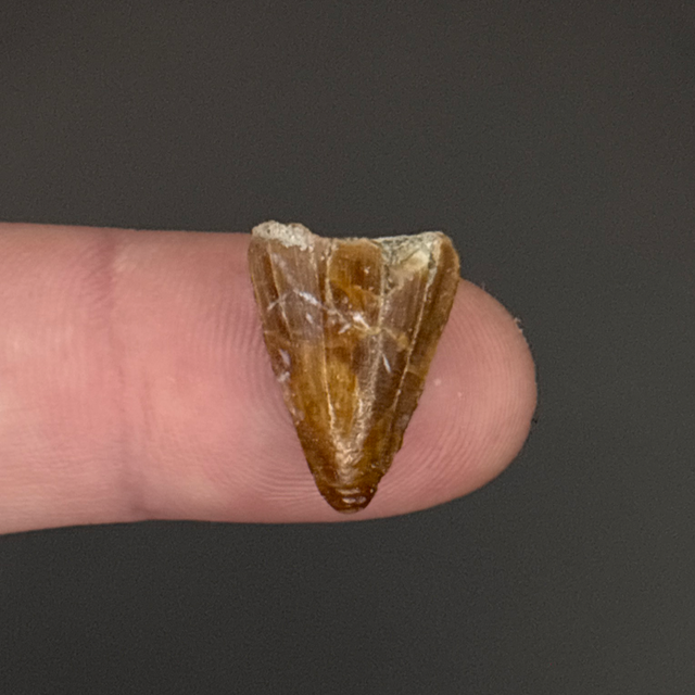 Mahajangasuchus Tooth
