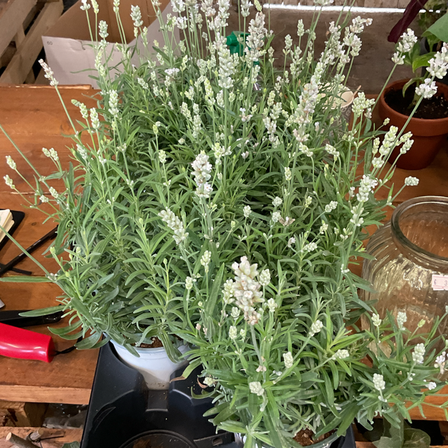 Lavande blanche