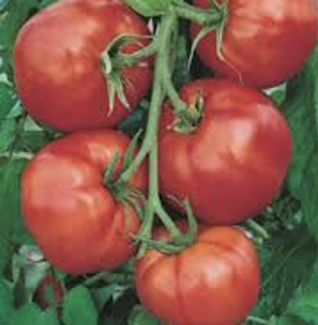 Tomate Saint-Pierre AB