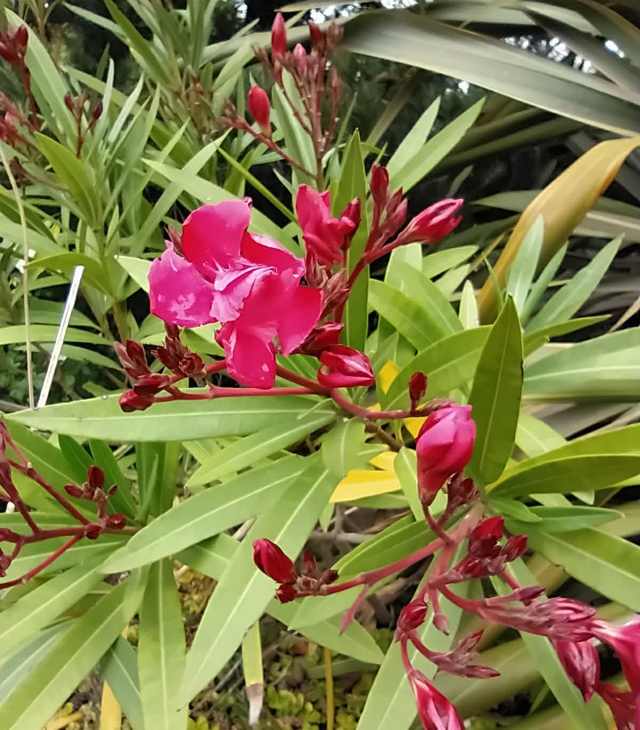 Nerium oleander - 1 ltr pot