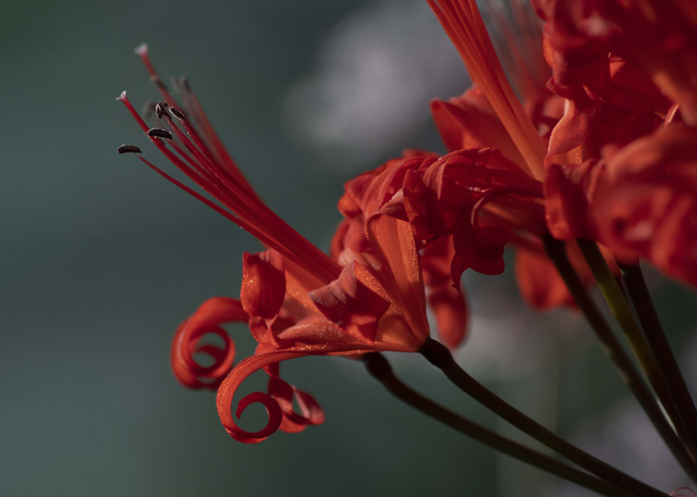 N. Corusca Major II - Nerine Sarniensis