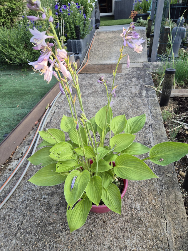 Hosta royal coupe 27cm