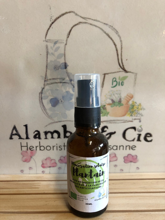 Macérât huileux de plantain