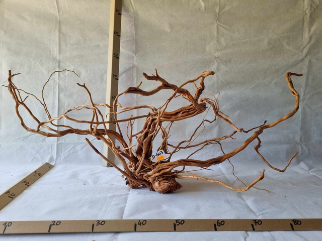 Racine Dragon Skin D-603