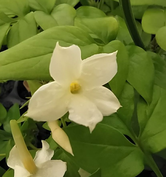 Jasminum officinale - Cream flower - 1ltr pot