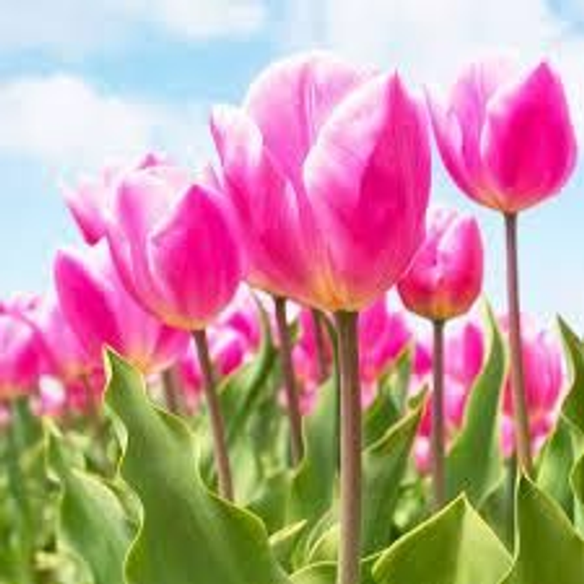 Lenny Pink Tulips & White Jasmine 