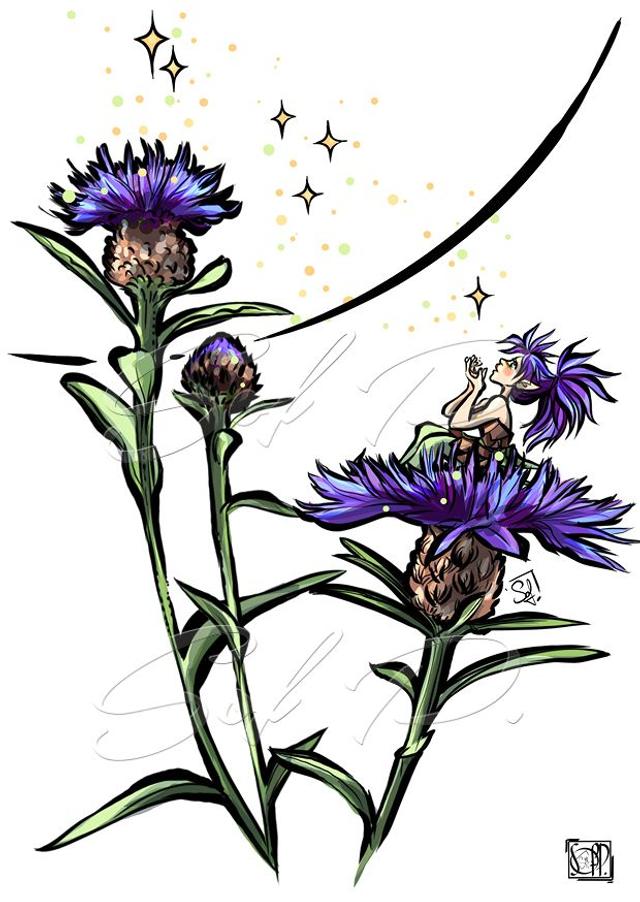 FEES DES JARDINS-centaurée