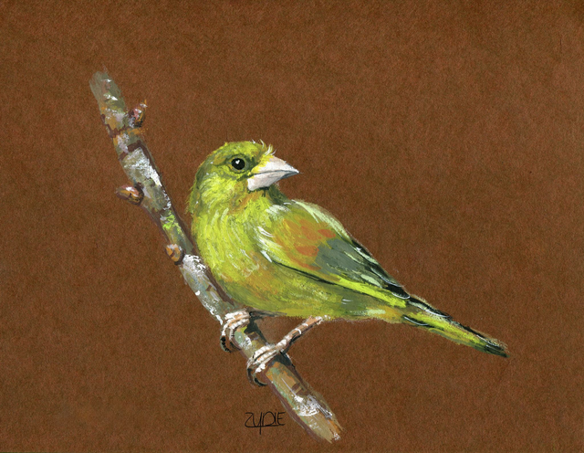 FineArt-Print - Grünfink