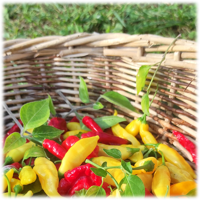 Peperoncini