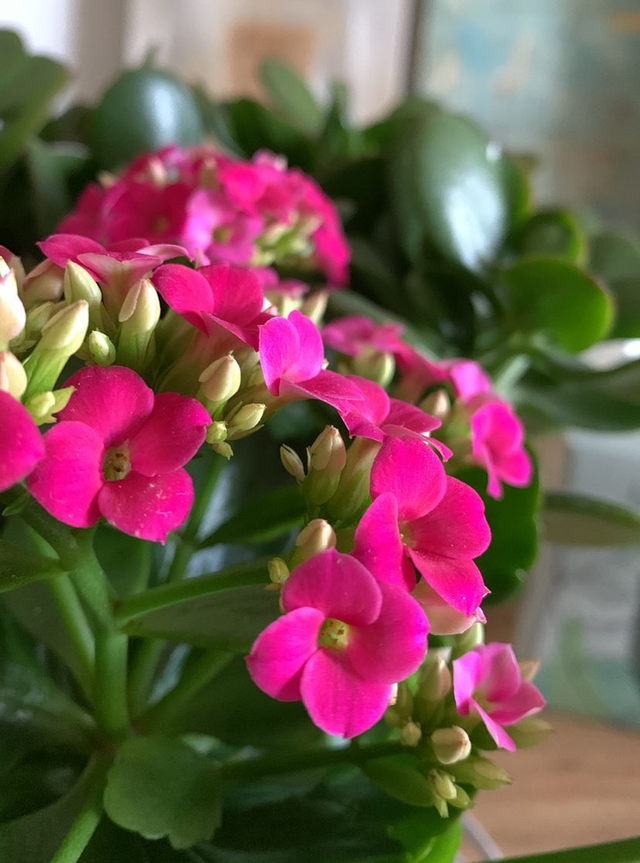 Constellation Familiale (Représentant)