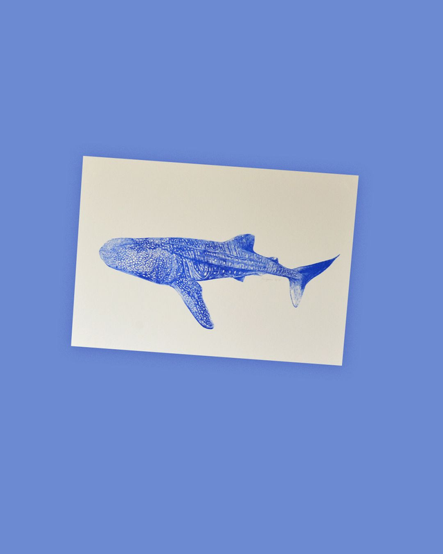 Affichette A4 le requin baleine - série les animaux bleus -