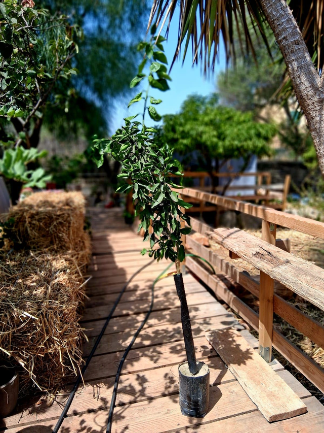 N30 . Arancia varietà Valencia