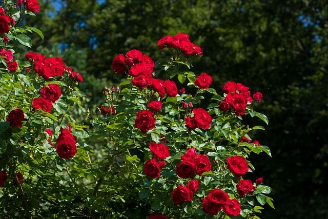 Rosier Décorosier Kadora