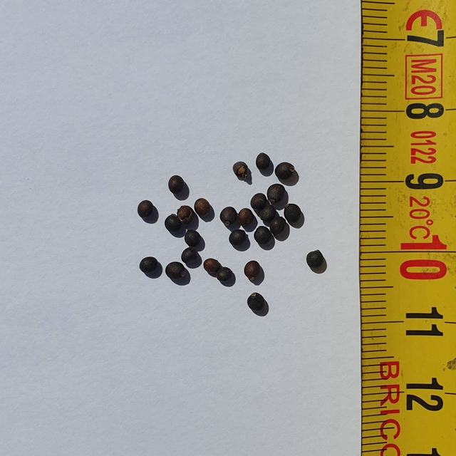 GRAINES DE SAUGE OFFICINALE