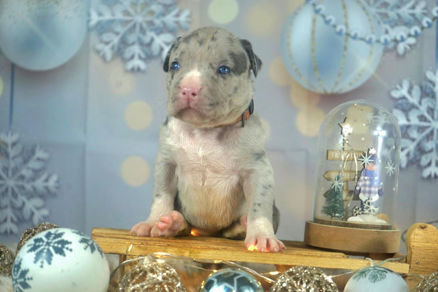 Phoenix Bully's Kennel Nami