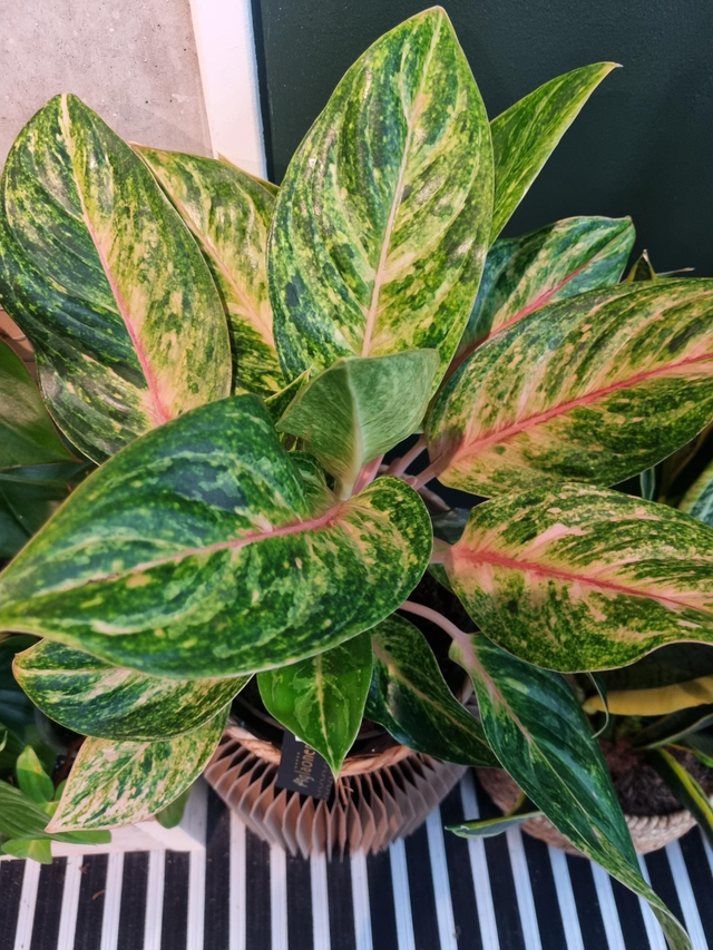 Aglaonema large 19cm pot