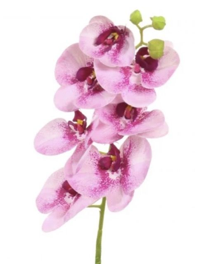 Phalaenopis Orchid Stem 7 Flower Heads