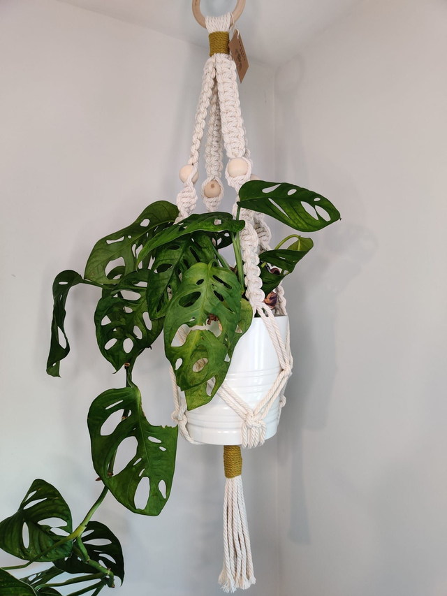 pop plant hanger