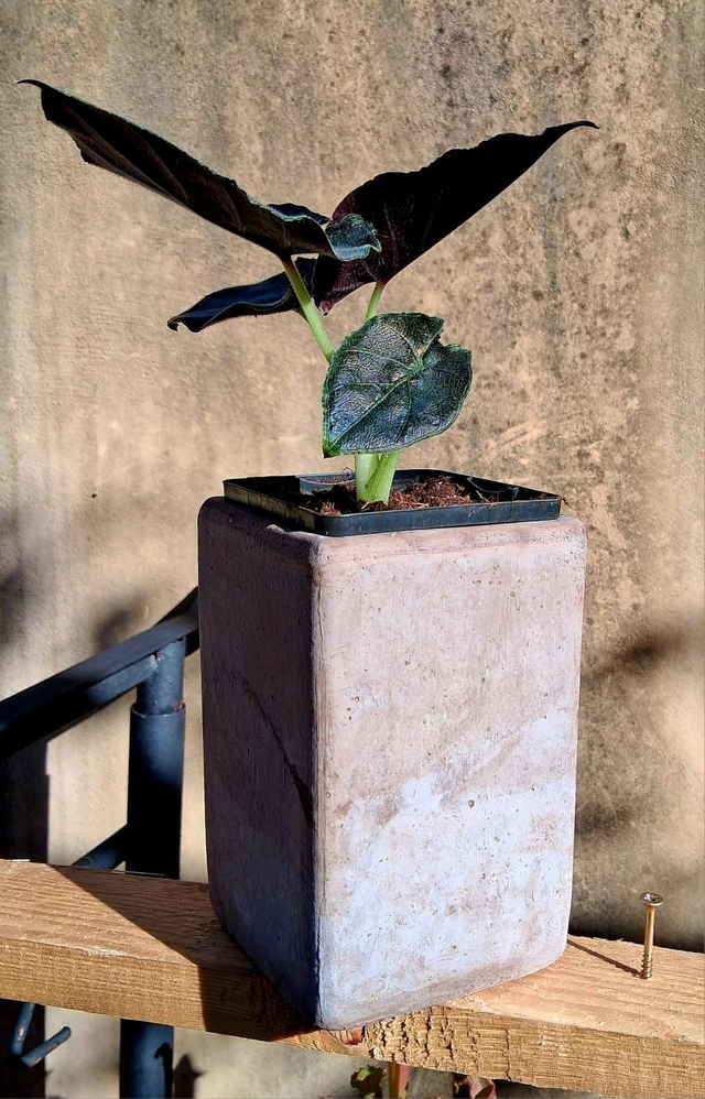 C49 . Alocasia 'Antoro Velvet'