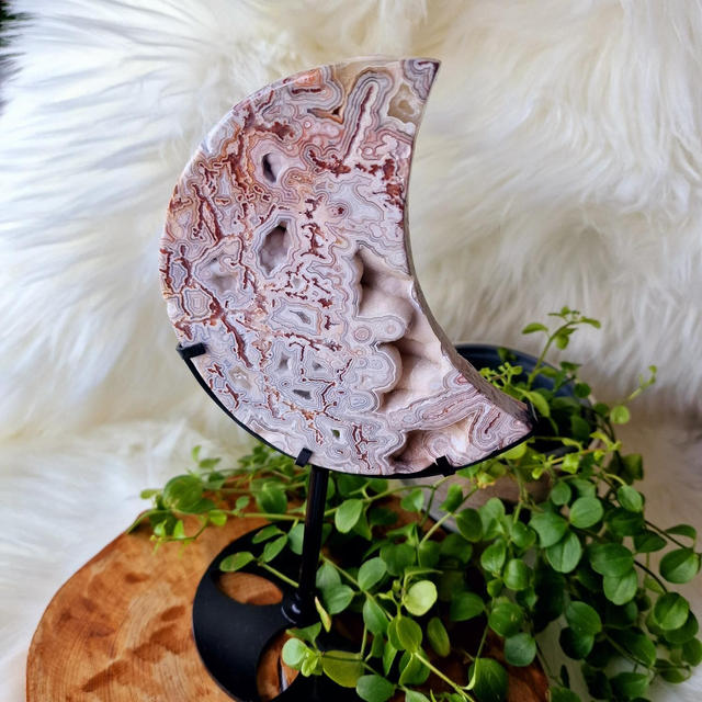 Mexican Crazy Lace Moon on stand 