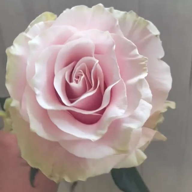 Pink Mondial Rose 13 Oct Cheddar