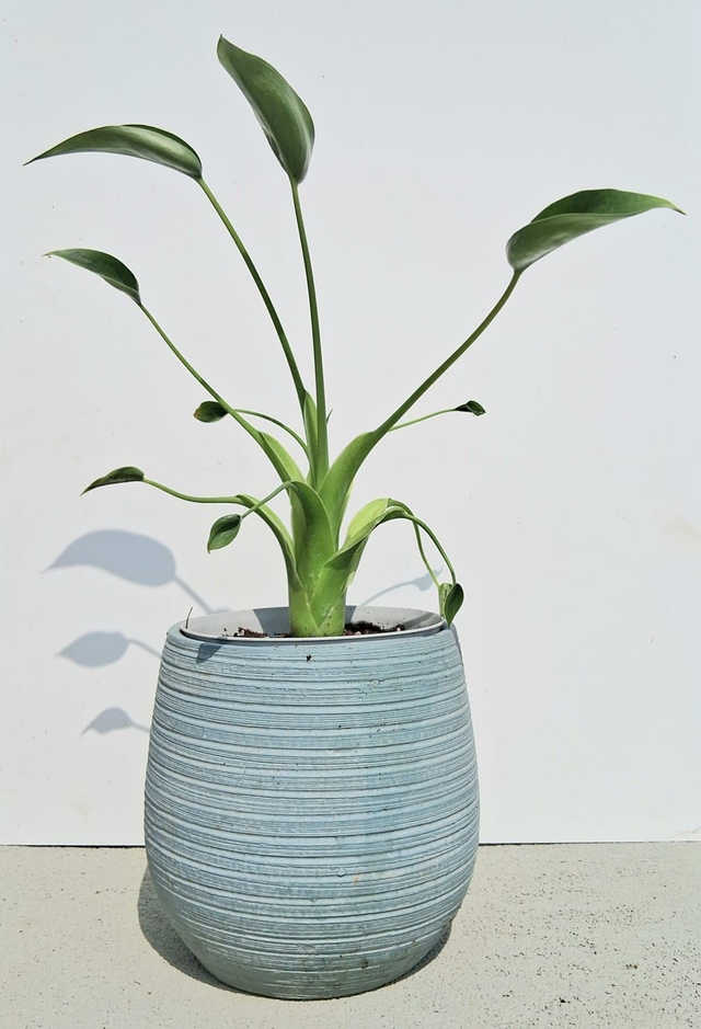 C60 . Alocasia Tiny Dancer in "Londra17V cachpot di CorinoBruna"