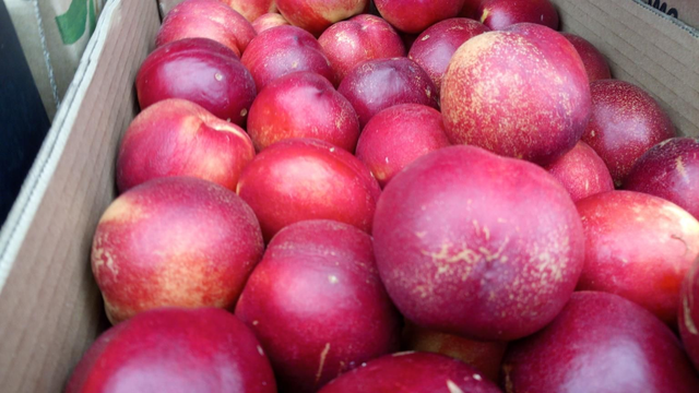 Nectarina Amarilla (Peladillo)