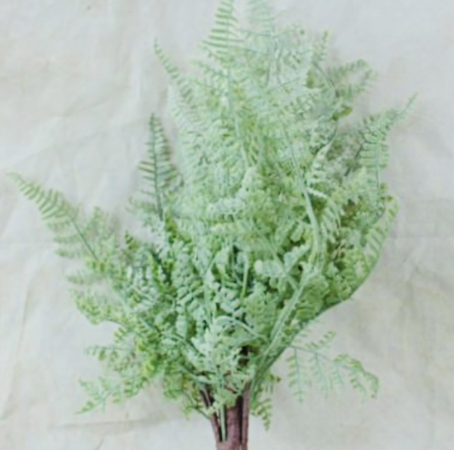 Forest Fern