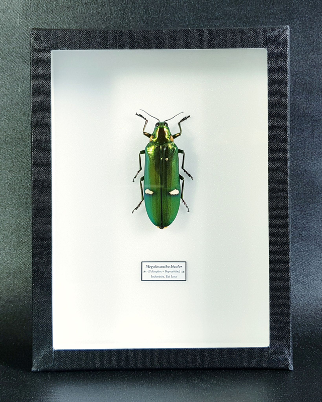 Megaloxantha bicolor